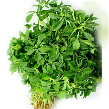 Fresh Fenugreek for sale in Karachi - Akhtar Sabir Fresh